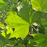 Platanus × hispanica Blad