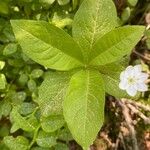 Lysimachia europaea Frunză