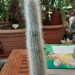 Cleistocactus hyalacanthus Liść