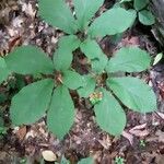 Panax quinquefolius Blad