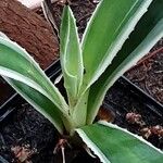 Agave vivipara Fuelha