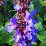 Salvia nemorosa Flower