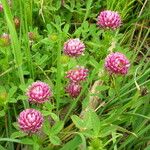 Trifolium wormskioldii عادت