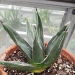 Agave victoriae-reginae Lehti