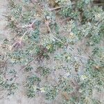 Frankenia pulverulenta Hábito