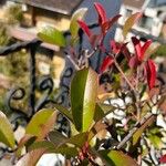 Photinia serrulataBlad