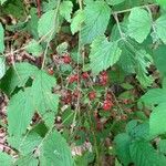 Rubus canadensis Fruit