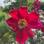 Dahlia coccinea Květ