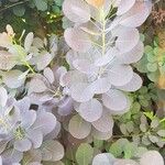 Cotinus coggygria Leaf