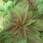 Amaranthus tricolor Leaf