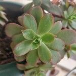 Aeonium decorum 葉