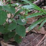 Oxalis barrelieri Liść