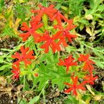 Lychnis chalcedonica