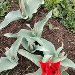 Tulipa undulatifolia Natur