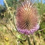 Dipsacus fullonumІнше