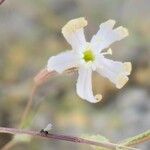 Silene bupleuroides Çiçek