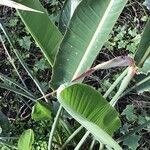 Strelitzia reginae Leaf