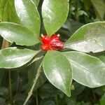 Psychotria chagrensis Плод