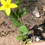 Centaurium maritimum Leaf