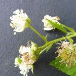 Rubus bertramii Blomma