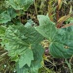 Arnoglossum atriplicifolium Leaf