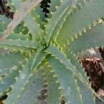 Aloe arborescens पत्ता