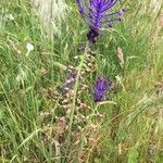 Muscari matritense Flower