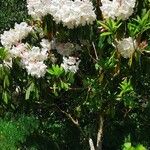 Rhododendron decorum Flor