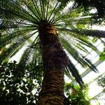 Phoenix canariensis Hábito