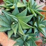 Haworthia limifolia Habit