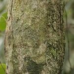 Tetragastris hostmannii 樹皮