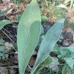 Pentanema oculus-christi Leaf