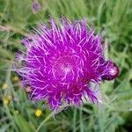 Cirsium heterophyllum Õis