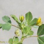 Medicago scutellata Otro