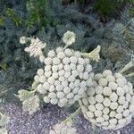 Seseli gummiferum 花