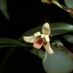 Maxillaria variabilis Floare