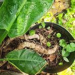 Philodendron melinonii Kora