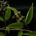 Philadelphus tomentosus Habitat