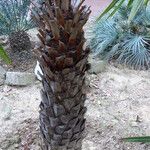 Copernicia alba Corteza
