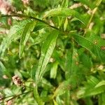 Polygonum persicaria برگ