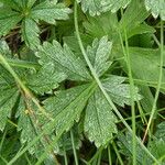 Potentilla pyrenaica Leaf