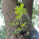 Fraxinus excelsiorপাতা