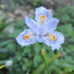 Iris japonica Fleur