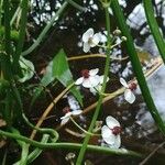 Sagittaria sagittifolia 花