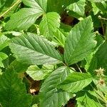 Rubus hispidus Yaprak