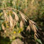 Bromus secalinus 果實