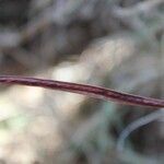 Desmanthus virgatus Fruit