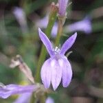 Lobelia urens 花