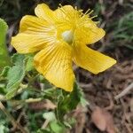 Abutilon mauritianum 花