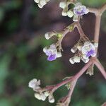 Vitex madiensis Flor